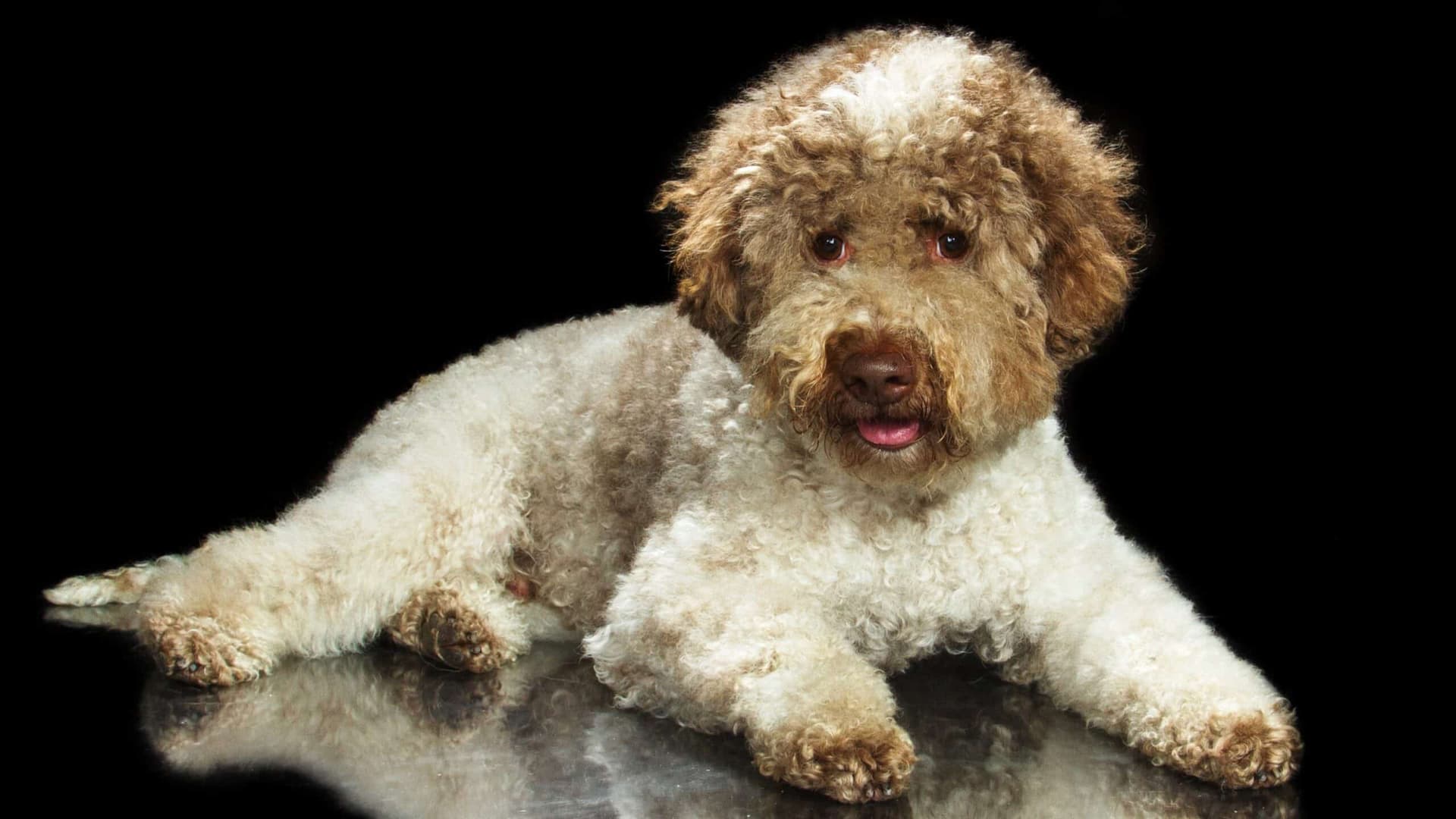 Lagotto Romagnolo