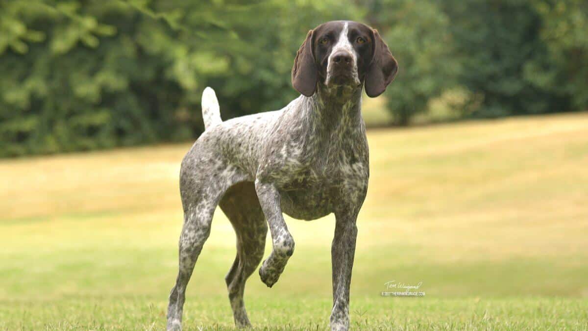 German Shorthaired Pointer