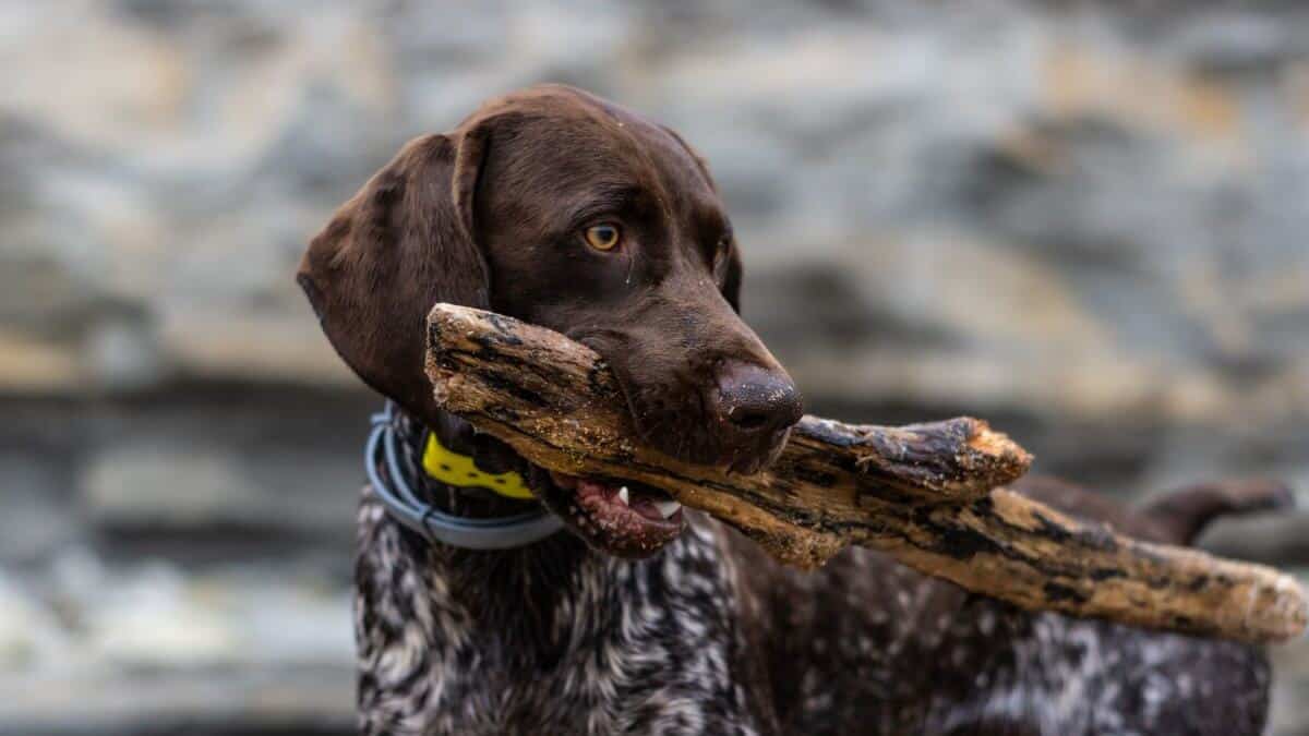 German Shorthaired Pointer