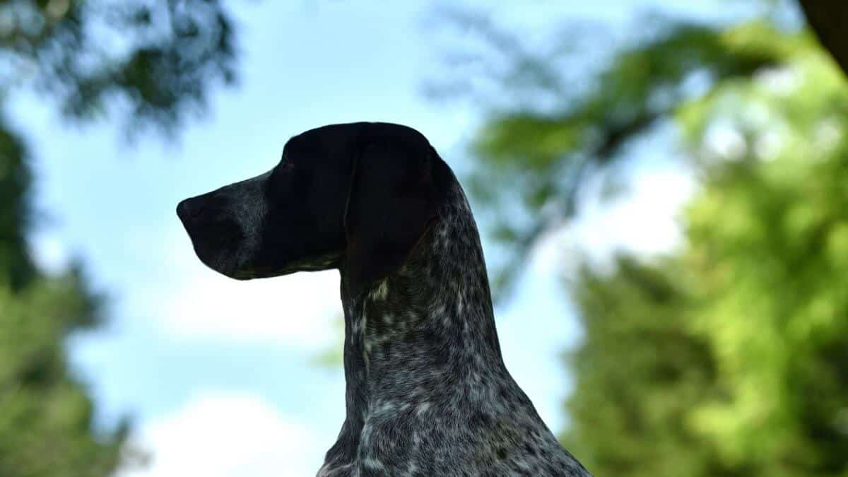 German Shorthaired Pointer