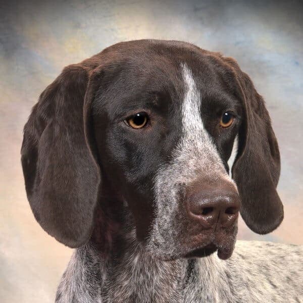 Close-up head photo of a German Shorthaired Pointer dog.