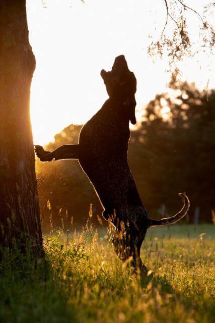 Bluetick Coonhound