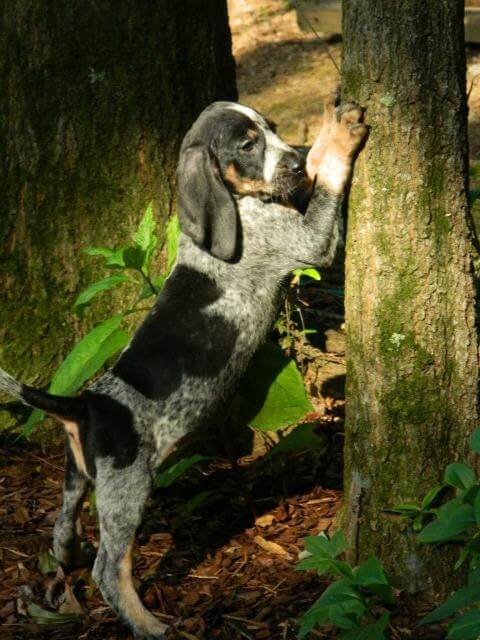 Bluetick Coonhound