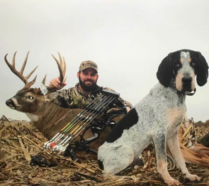 Bluetick Coonhound