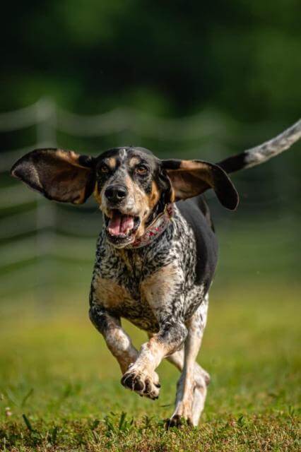 Bluetick Coonhound