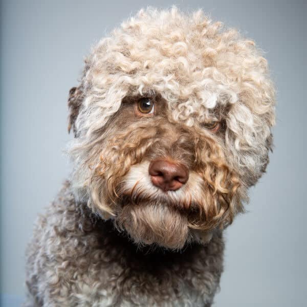 Close-up head photo of a Lagotto Romagnolo dog.