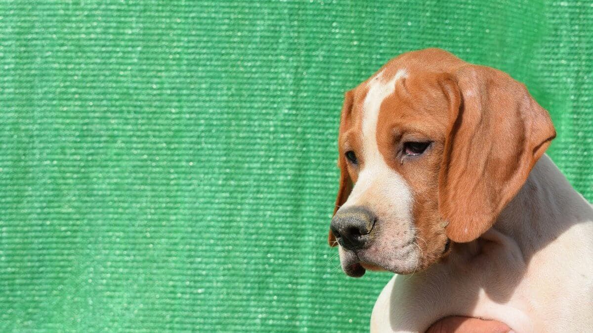 Pointer