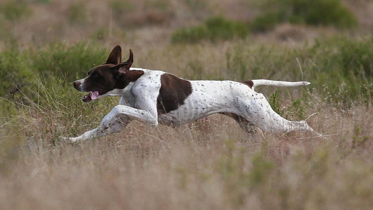 Pointer