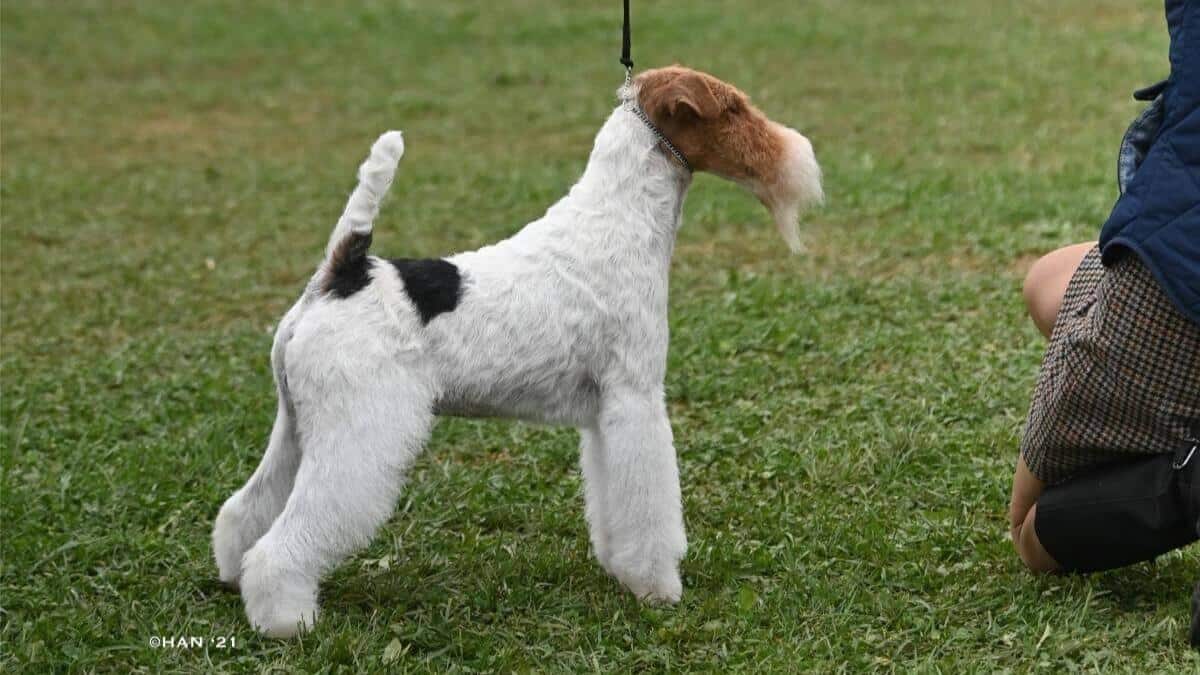 Wire Fox Terrier
