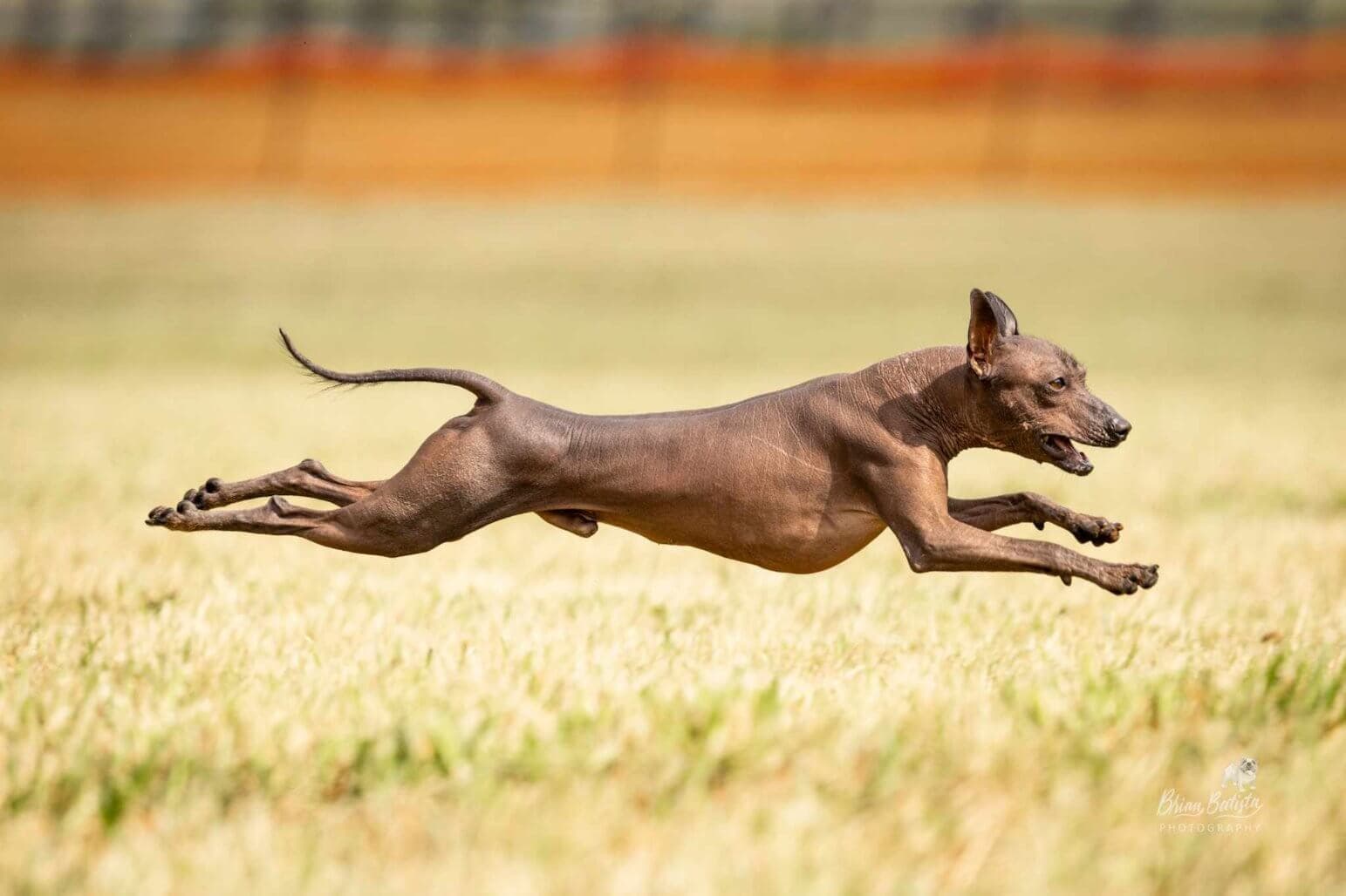 Xoloitzcuintli
