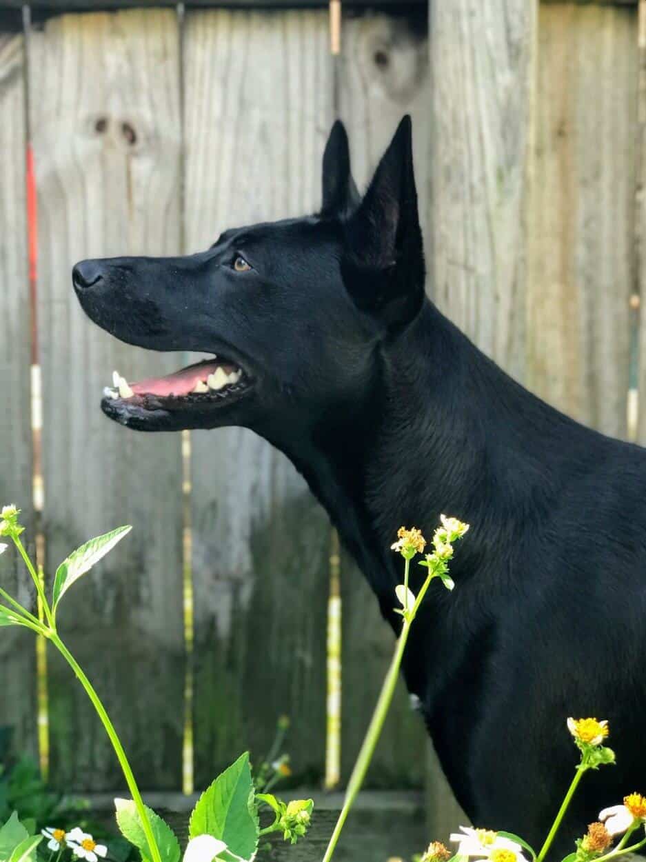 Xoloitzcuintli