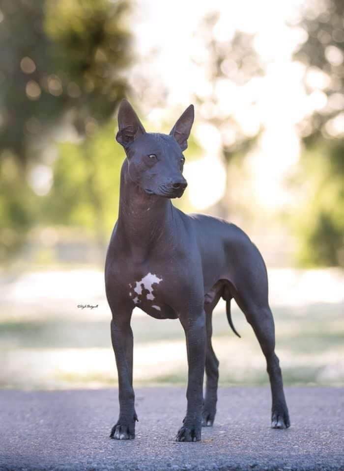 Xoloitzcuintli