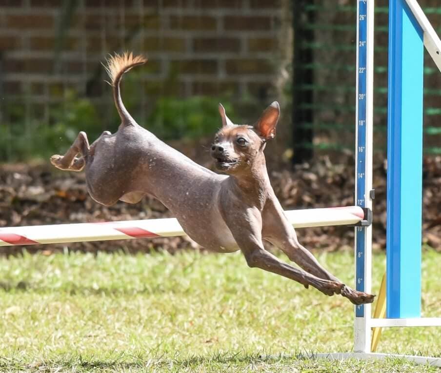 Xoloitzcuintli