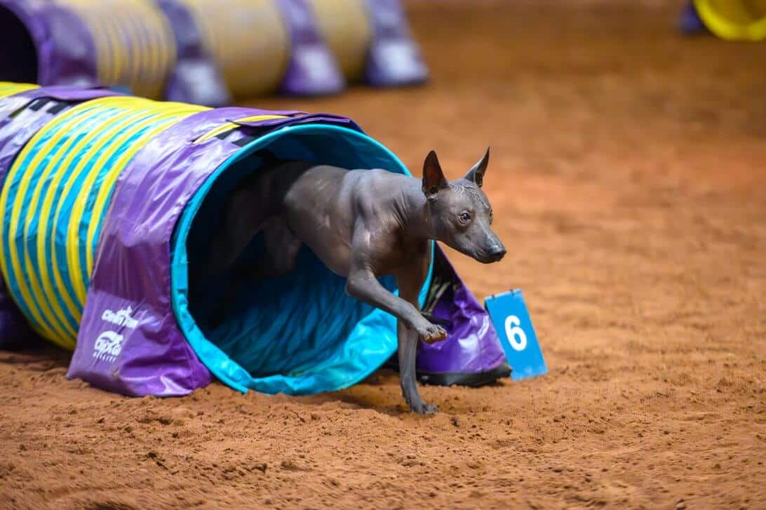 Xoloitzcuintli