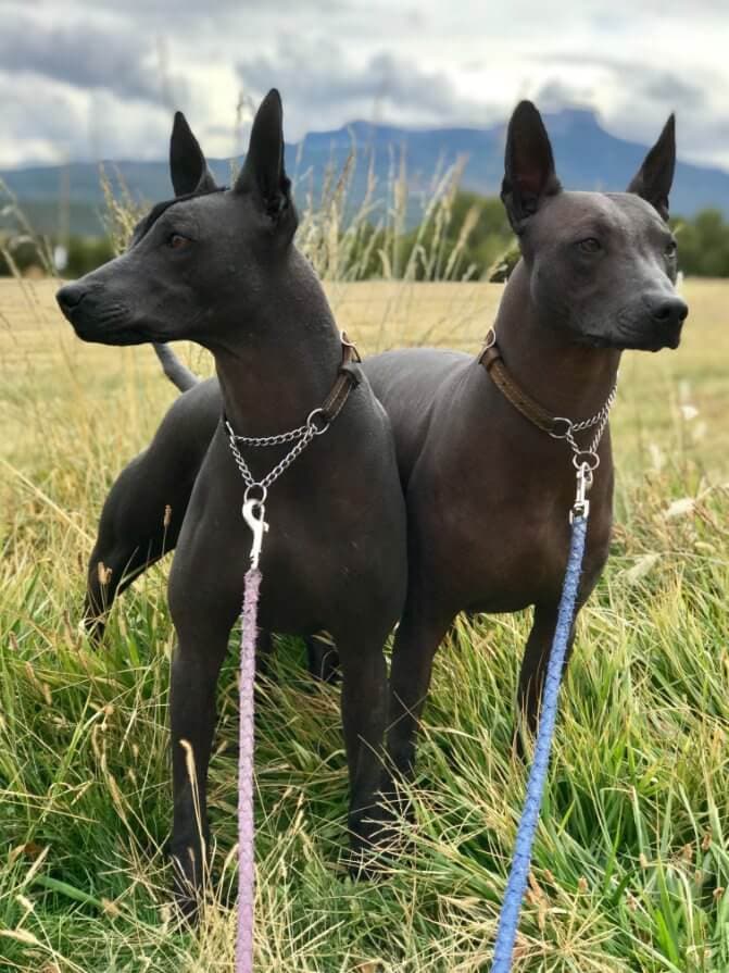 Xoloitzcuintli