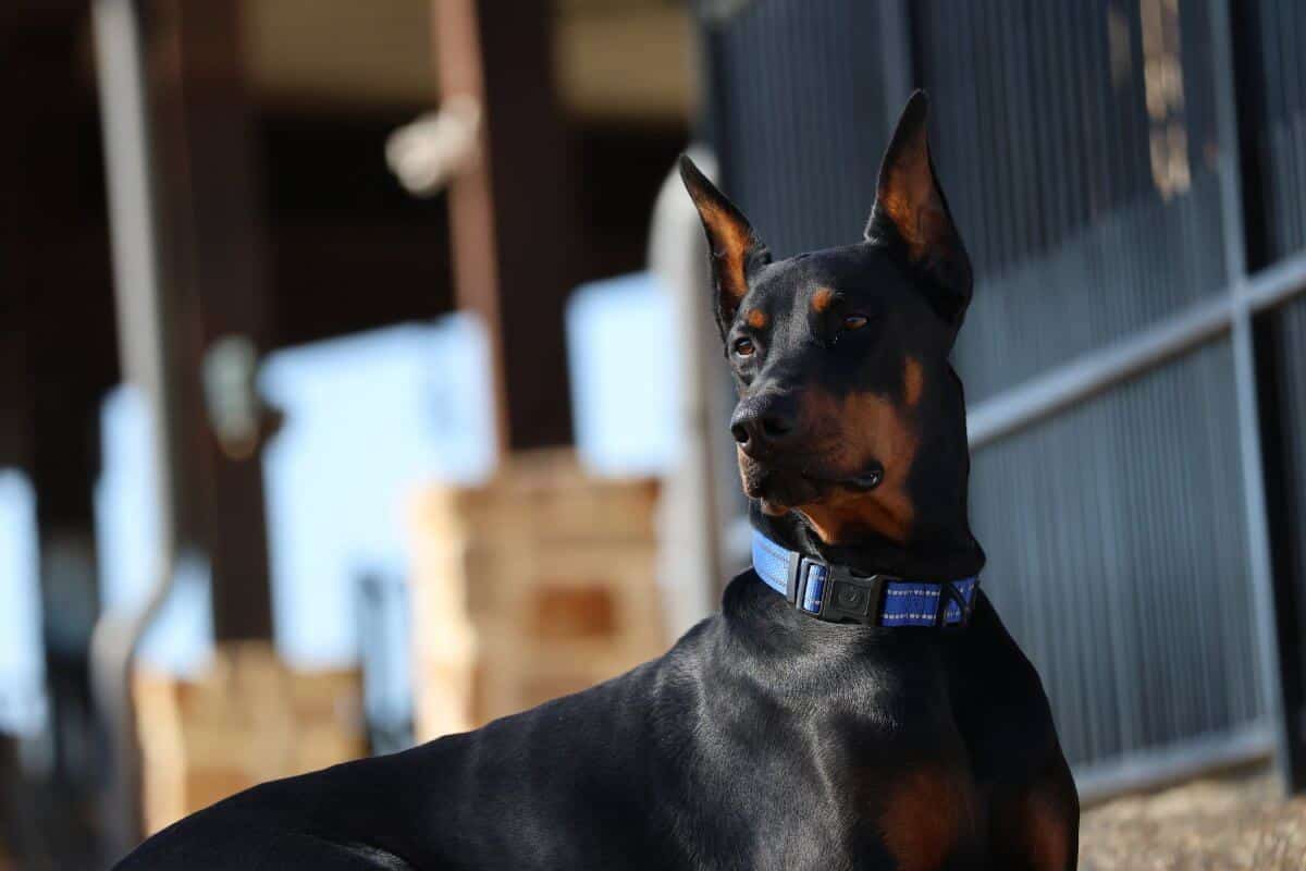 Doberman Pinscher
