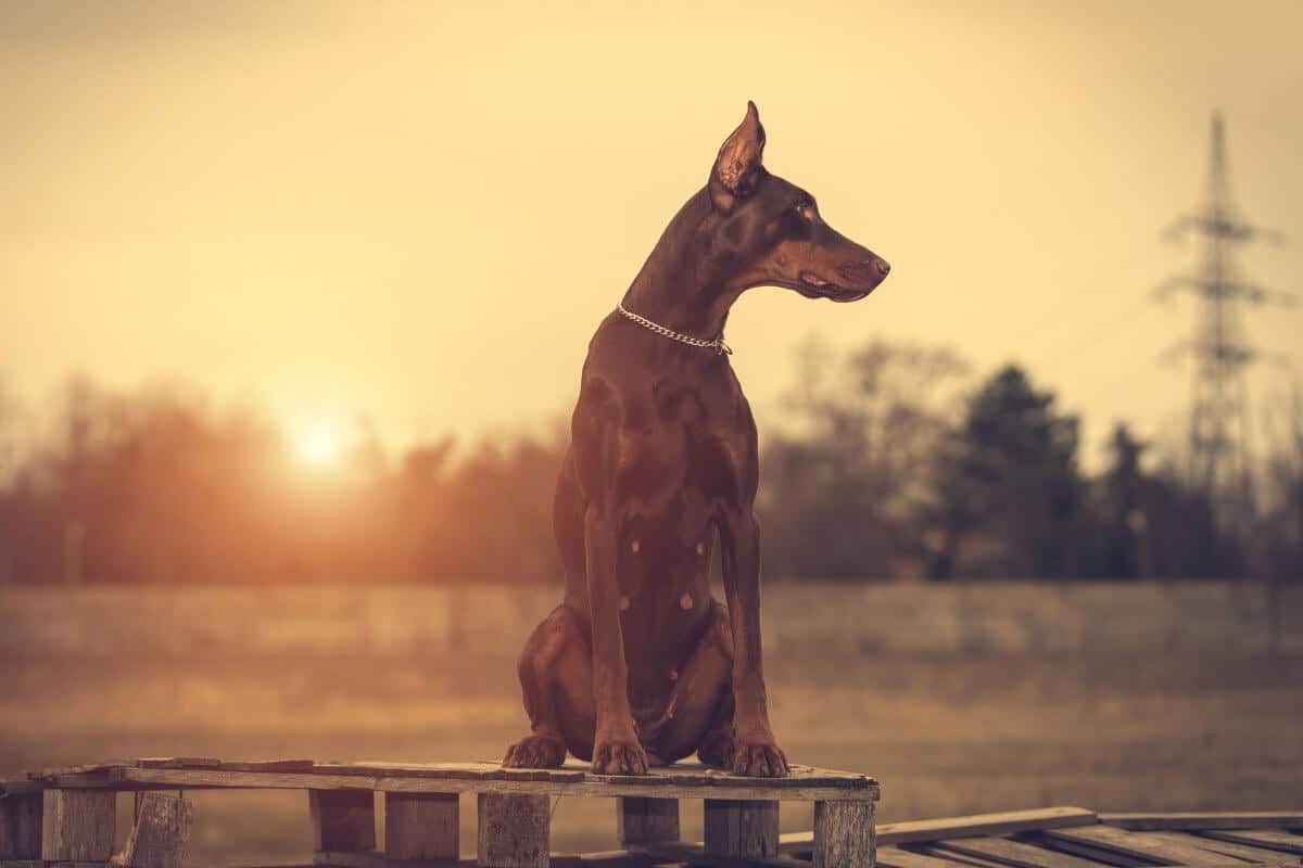Doberman Pinscher