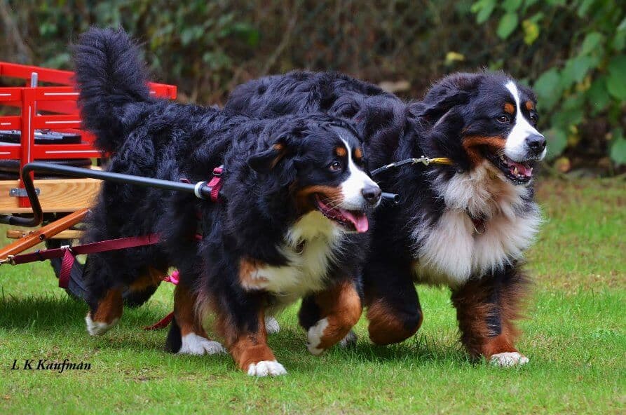 Bernese Mountain Dog