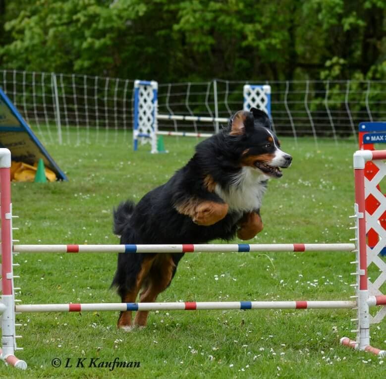 Bernese Mountain Dog