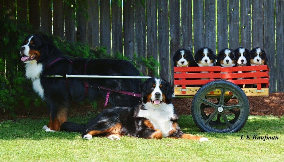 Bernese Mountain Dog