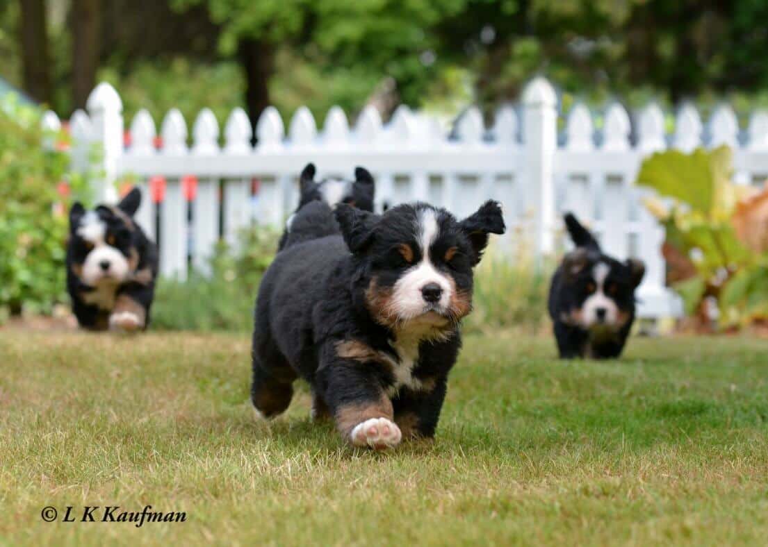 Bernese Mountain Dog
