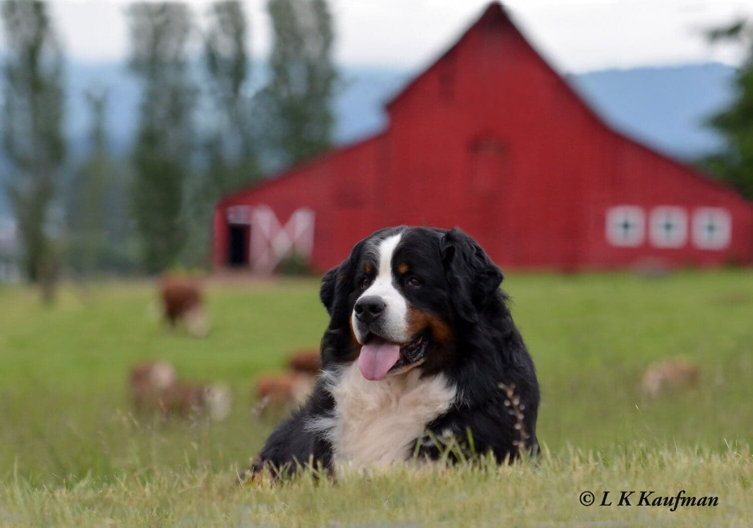 Bernese Mountain Dog