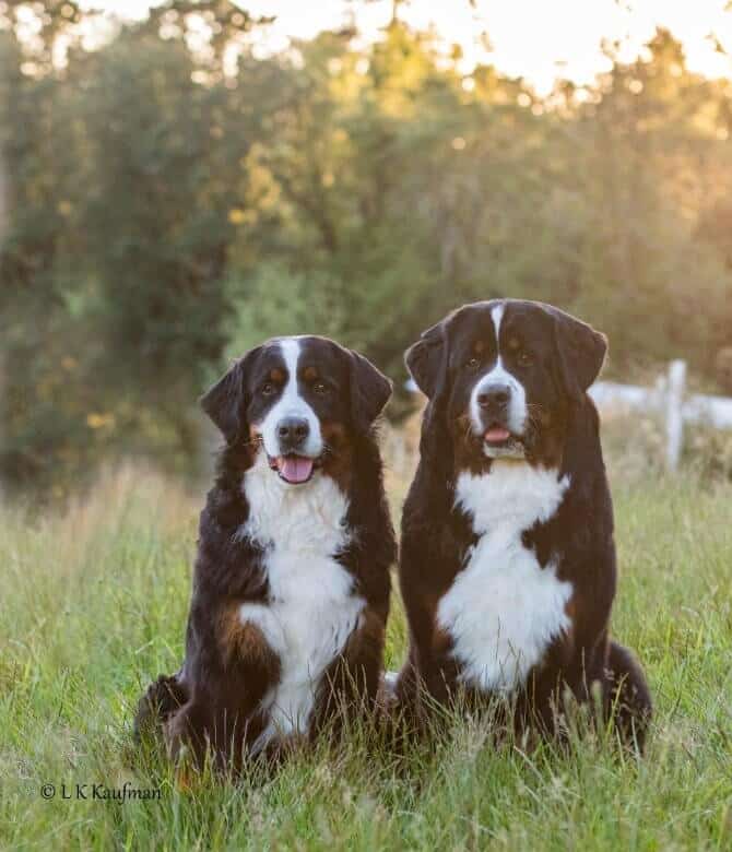 Bernese Mountain Dog