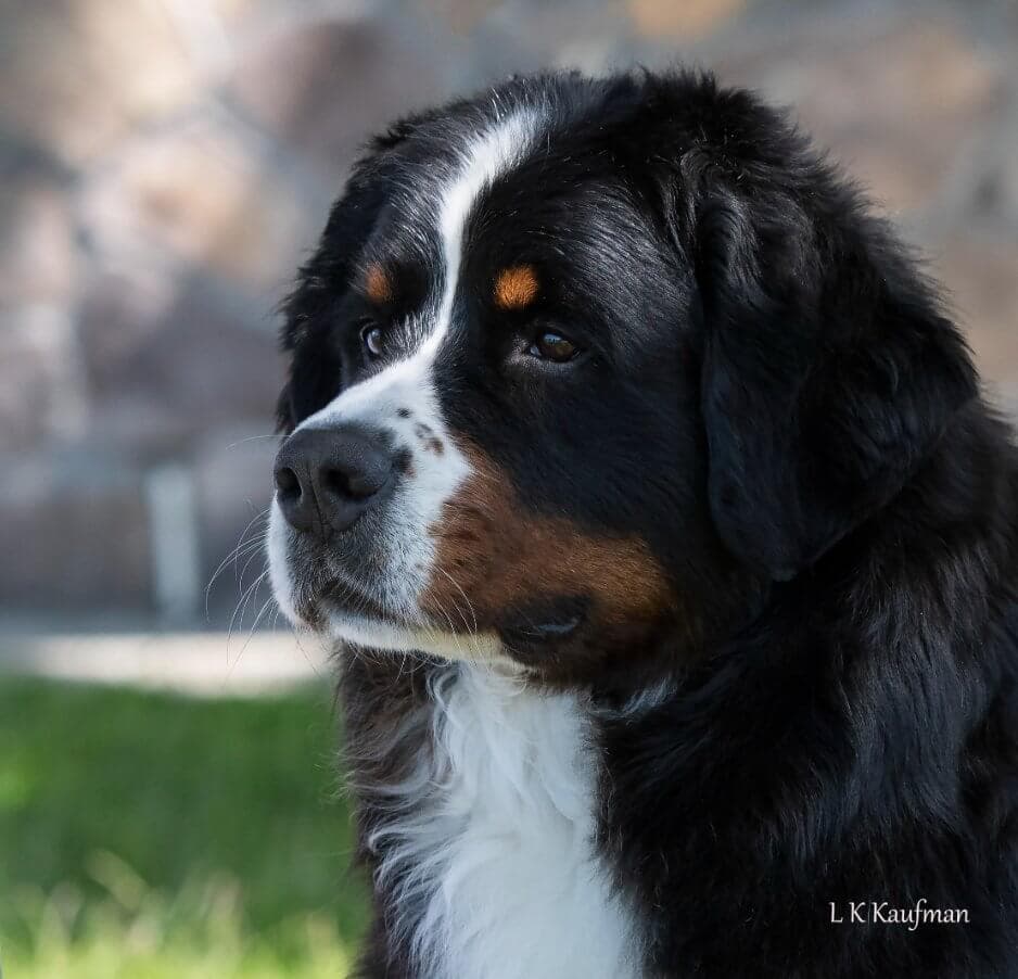 Bernese Mountain Dog