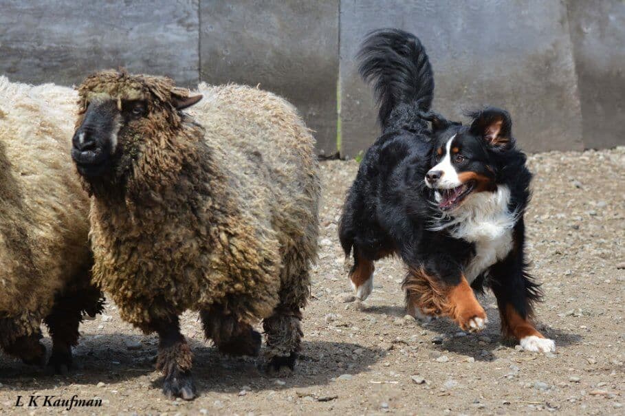 Bernese Mountain Dog