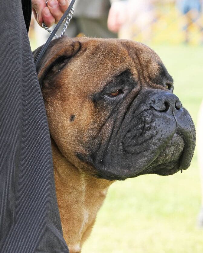 Bullmastiff