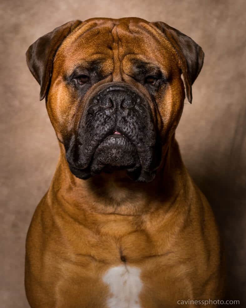 Bullmastiff