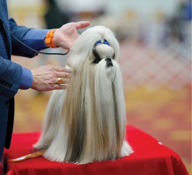 Progressive Dog Club 99th Show - Best in Show Shih Tzu ‘Comet’
