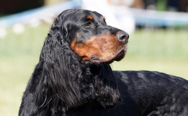 Gordon Setter