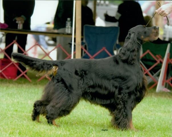 Gordon Setter