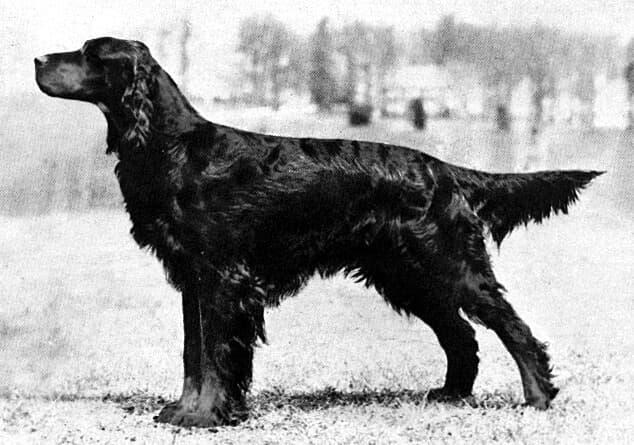 Gordon Setter