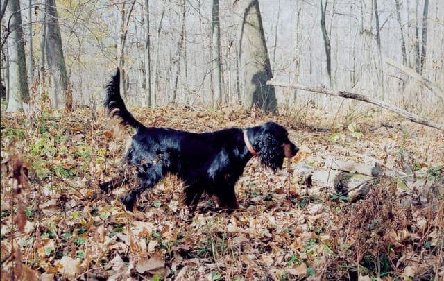 Gordon Setter
