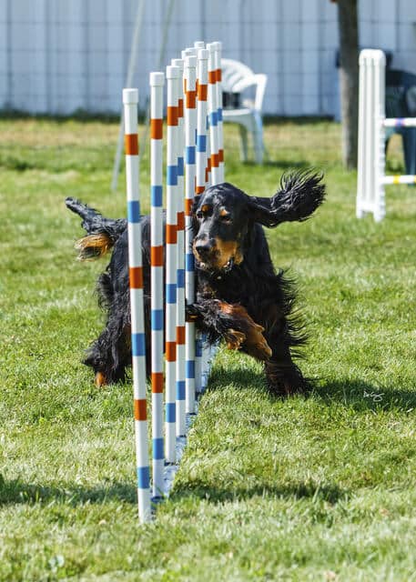 Gordon Setter
