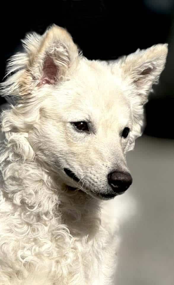 Mudi