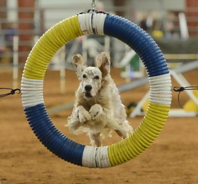 above:Note the flying ears. This girl is the most-titled English Sett er in history. She has earned two championships—Conformation and Agility—and has amassed all the following titles: CH MACH PACH2 BN RE MXS MJS MXP7 MXPG MJP8 MJPG PAX2 MFB MFPB TQXP T2B2 CGC TKI. If you would like help deciphering the title abbreviations and see which titles are available for you to earn, go to: https://www.akc.org/sports/titles-and-abbreviations/akc- titles-sorted-alphabetically/ In a full out gallop at a Fast CAT trial. Flying ears indicate top speed. Fetch Dog. Throw object and send dog, dog retrieves, dog presents object. An English Setter running in an agility trial. Breed Feature - English Setter Versatility - Jill Warren - 3.indd 2 3/17/25 11:17 AM Claire! Our do-it-all girl Claire takes on Westminster in style winning Best of Opposite Sex under respected Judge Will Alexander! Always owner-handled by Lindsay Bondy Co-owned with Karen Bolt and Sarah Willms Bred by Sarah Willms We Do De- Thank you to Mr. Alexander for this win. MBISS GCHB CH Tagalong’s Oh My I Do Declare! CDX BN CGCU TDI SPANIEL (ENGLISH SPRINGER) Bondy.indd 1 3/5/25 11:06 AM 194 | SHOWSIGHT MAGAZINE, MARCH 2025 