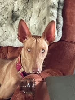 Pharaoh Hound