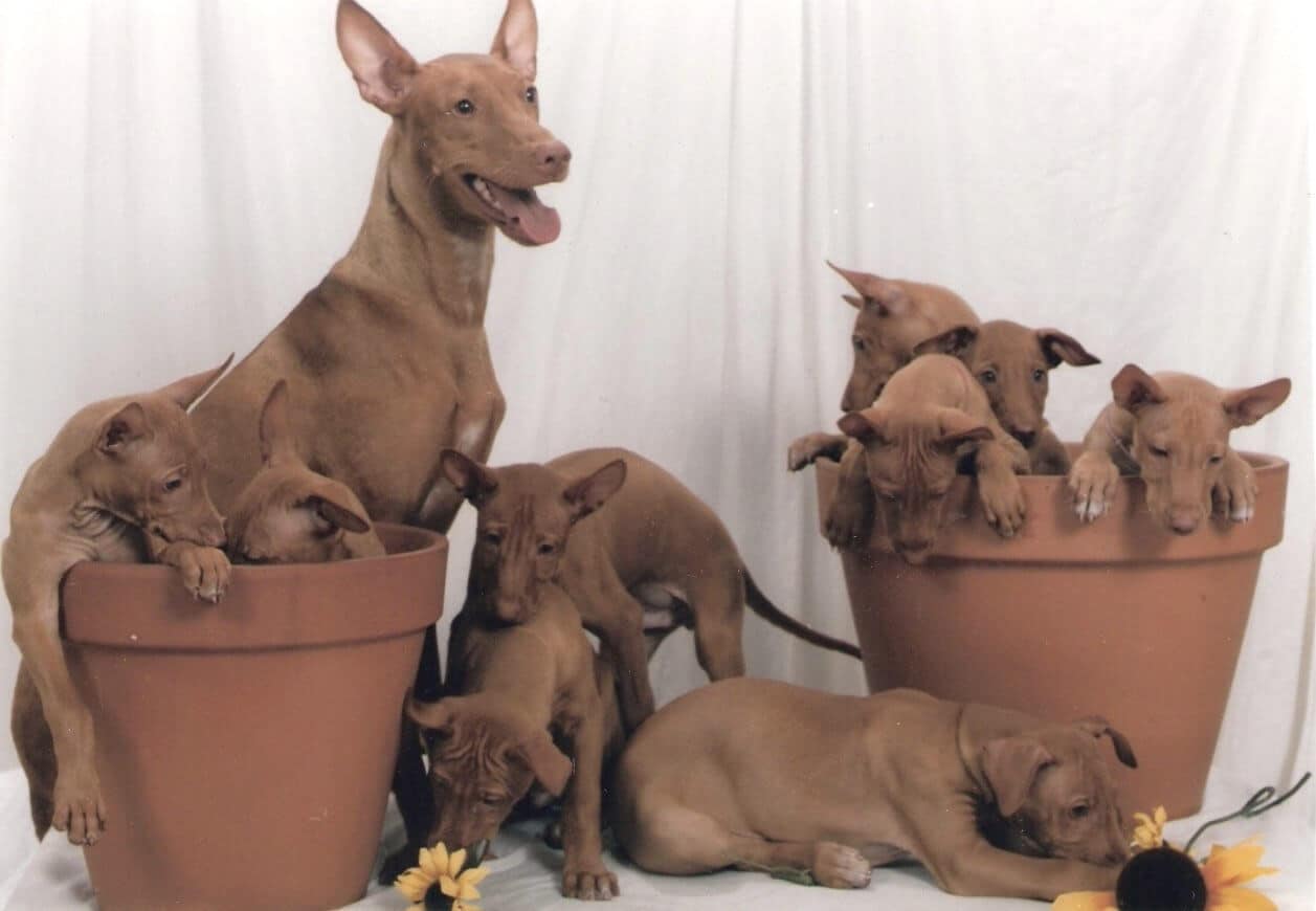 Pharaoh Hound