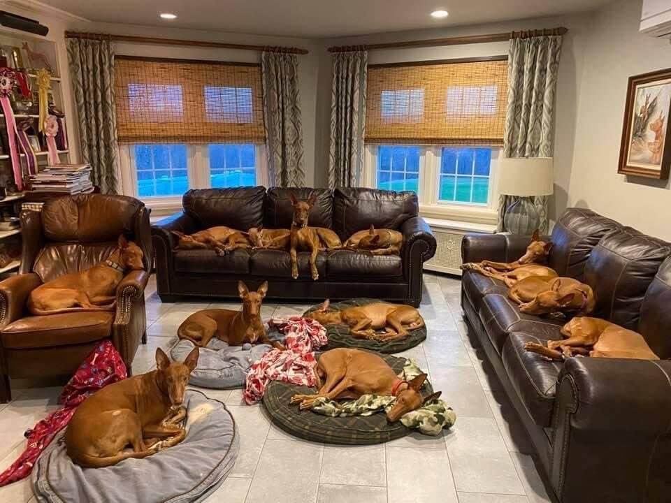 Pharaoh Hound