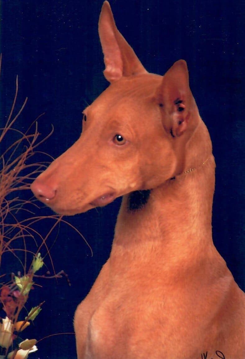 Pharaoh Hound
