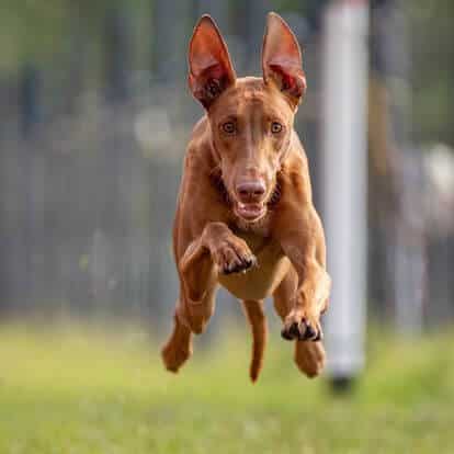 Pharaoh Hound