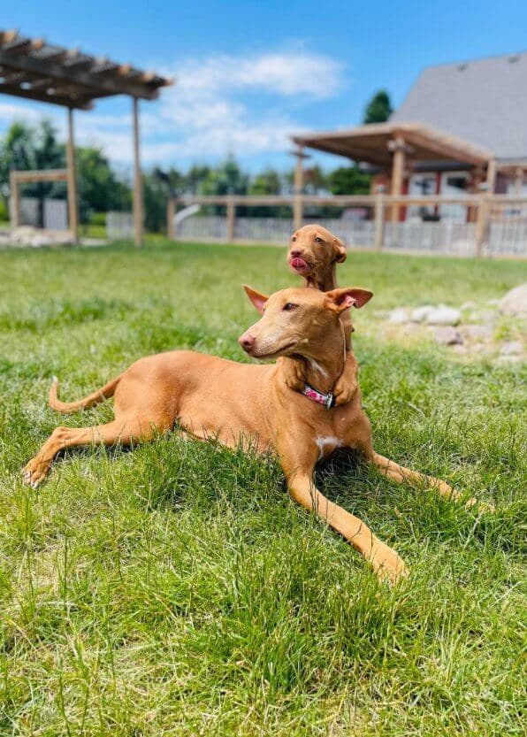 Pharaoh Hound