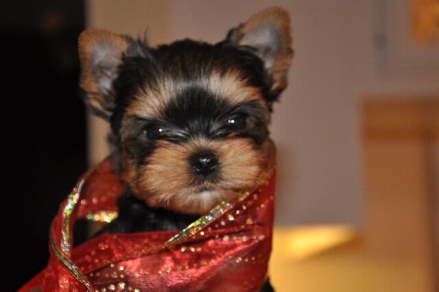 Yorkshire Terrier