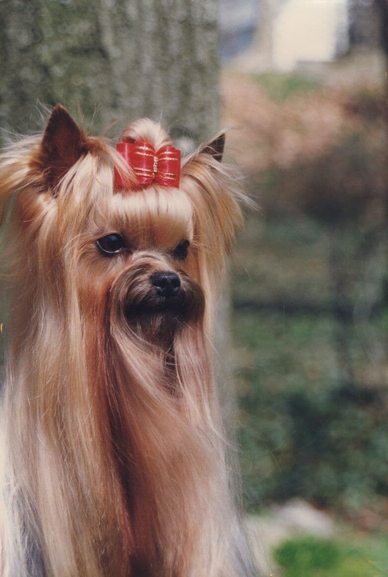Yorkshire Terrier