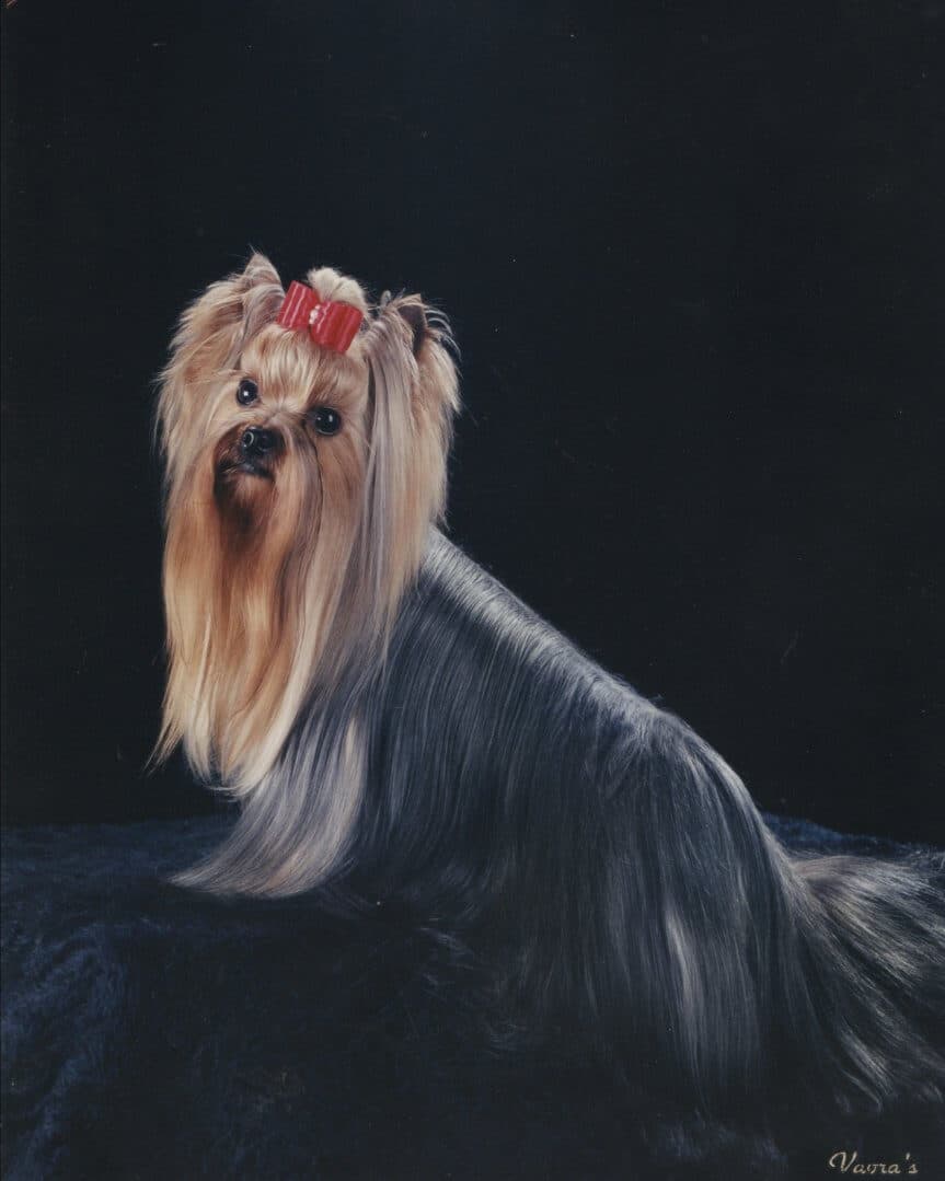 Yorkshire Terrier