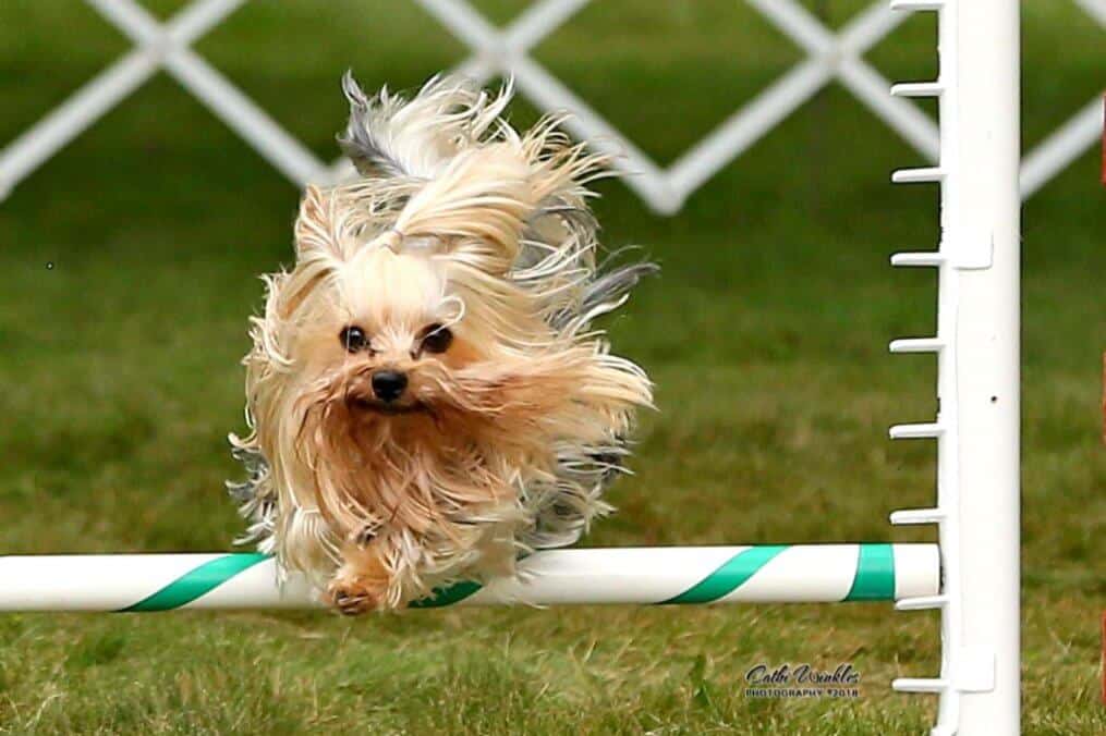 Yorkshire Terrier