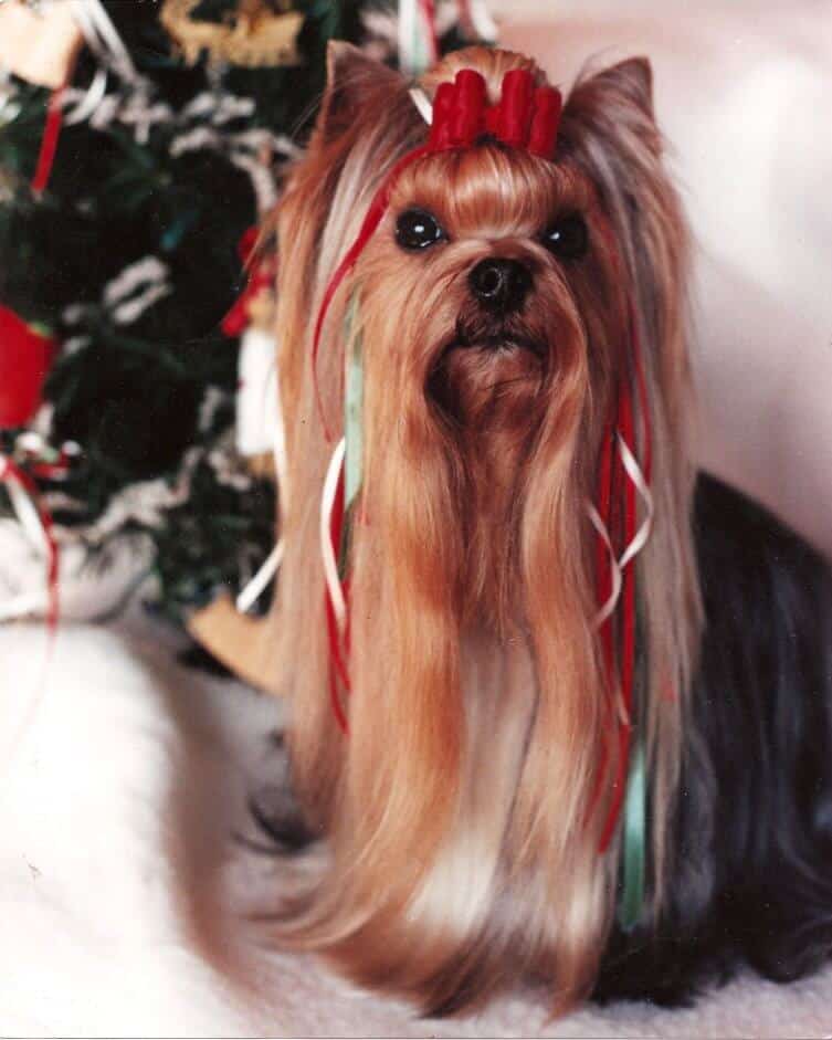 Yorkshire Terrier
